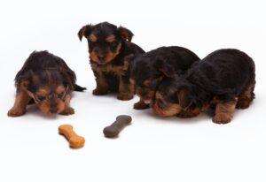 おすすめのドッグフードの選び方。愛犬の危険な食べ物は知っていますか。